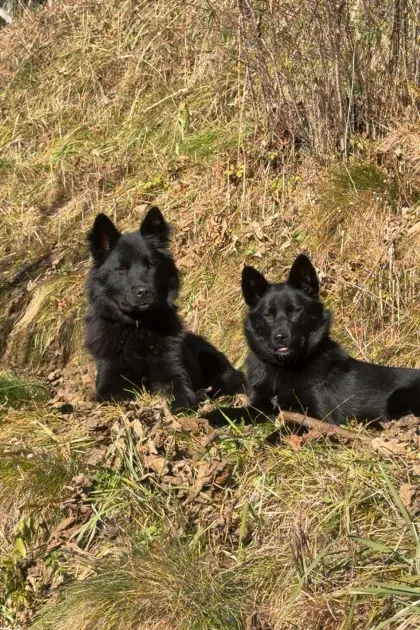 Hunde-Welpen