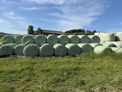 Maissilage