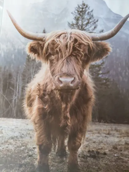 Kaufe Hochlandrinder