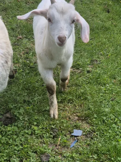 Ziegenbock