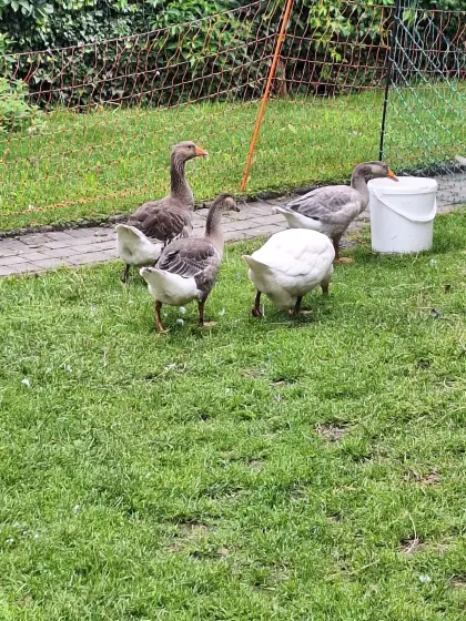 Landgänse