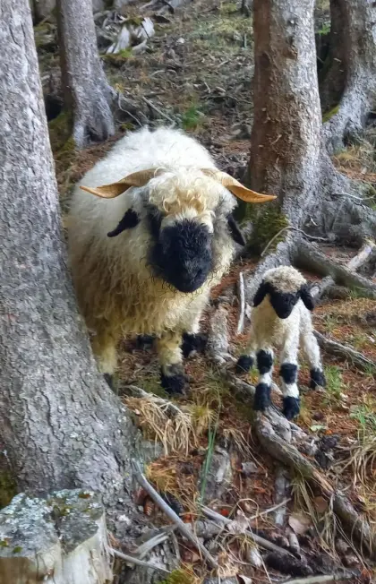 Valais Blacknose (Organic)