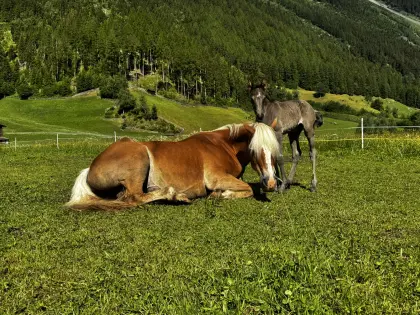 Haflinger x Araber Stutfohlen