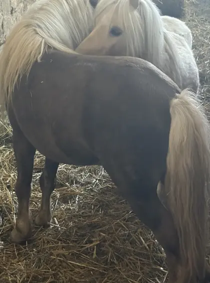 2 süße Ponys