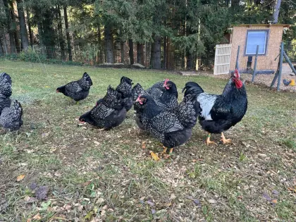 Barnevelder zu verkaufen