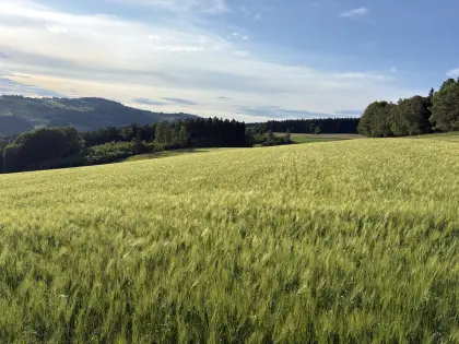 Bio-Gerste/Erbsen-Gemenge ab Feld