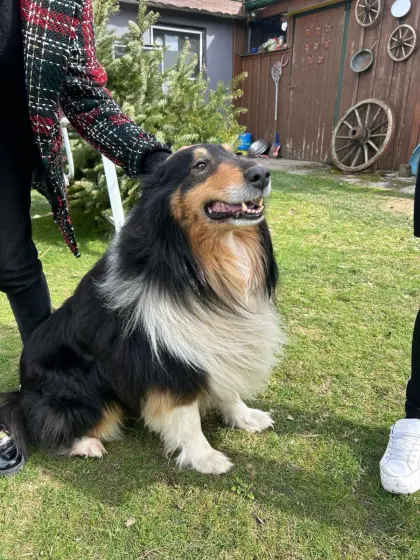 Langhaarcollie-Deckrüde