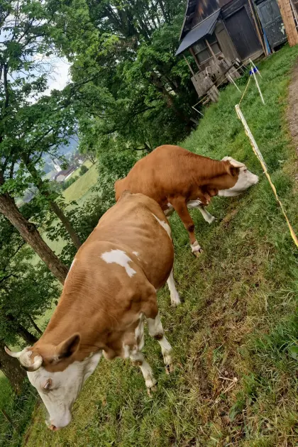 Bio Fleckviehkuh mit Horn in Milch mit 28 l