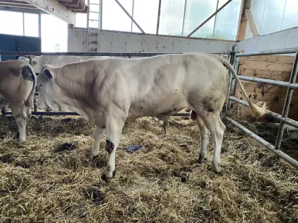 Blonde d'Aquitaine Zuchtstiere, 1 FV