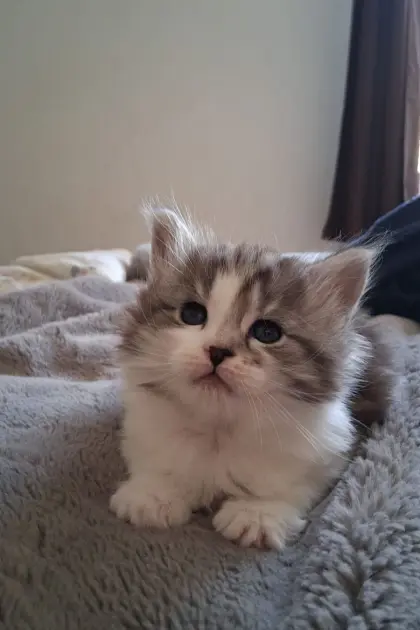 Katzenbabys