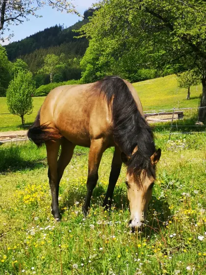 Quarter Horse Hengstjährling POCO RAYINTINSELTOWN