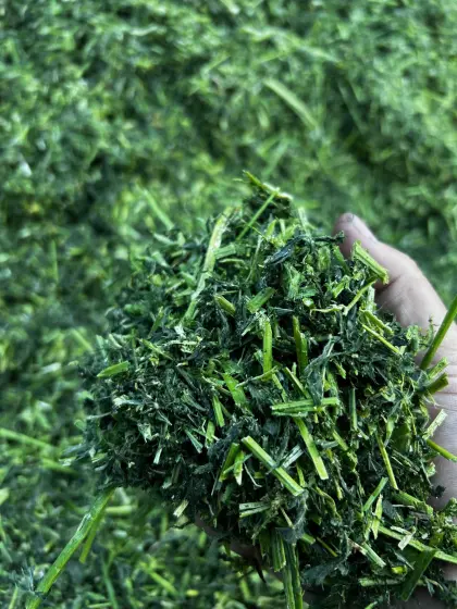 Luzernesilage "Königin der Futterpflanze"