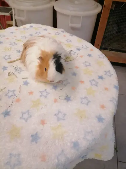 Meerschweinchen-Dame