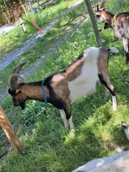 Tauernscheckenbock