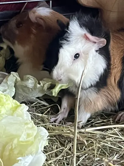 Meerschweinchen
