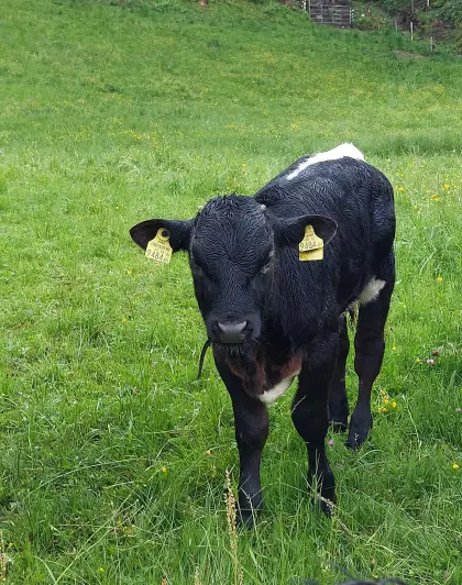 Pinzgauer Stierkalb