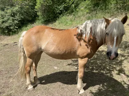 Haflinger und Pony