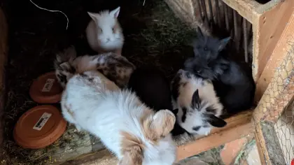 Löwenkopf-Zwergkaninchen in allen Farben