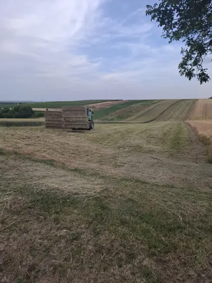 Wiesenheu