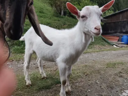 Saanenziegenböckchen vom Februar