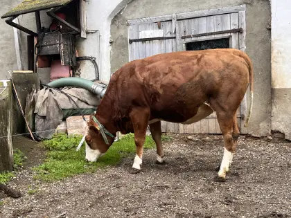 Trächtige Bio FV Kalbin