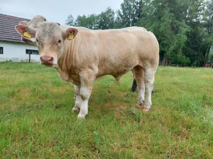 Charolais-Jungstier
