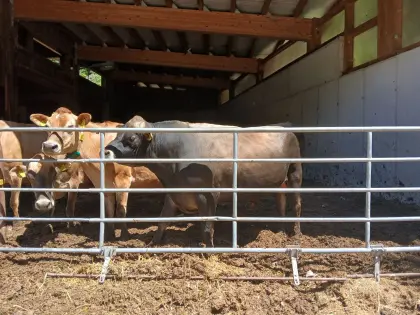 Jersey-Stier