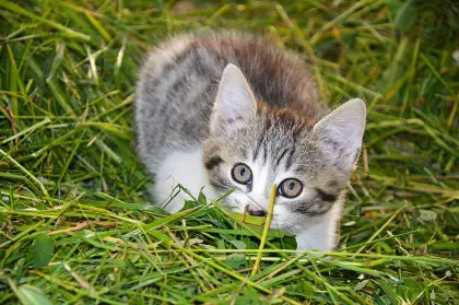 Kleine Katzen