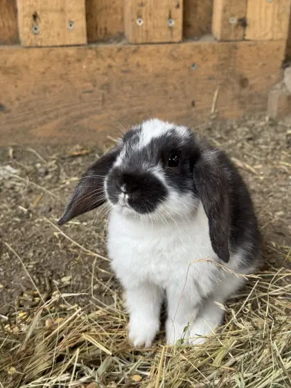 Sehr zutrauliche Zwergwidderkaninchen zu vergeben