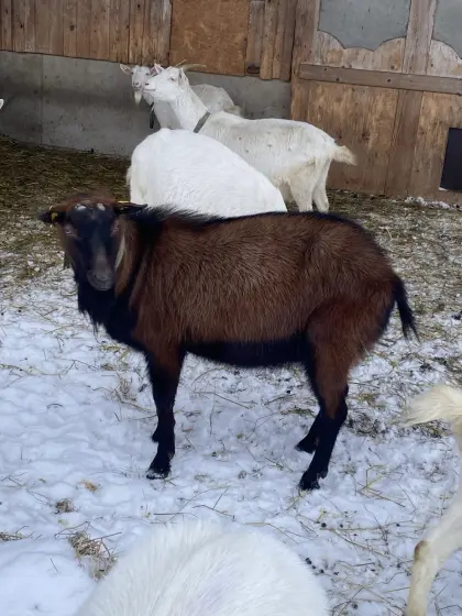 Gamsfarbiger Bio-Gebirgsziegenbock