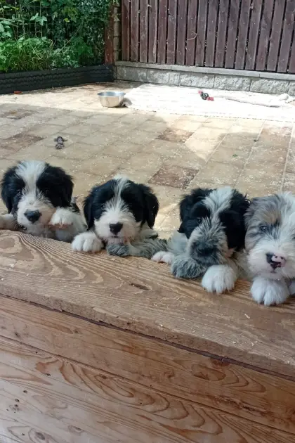 Welpen aus Border Collie und Bobtail, Mischlingswelpen