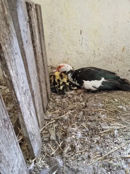 Ente + 11 Junge