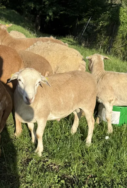 Junger Schafbock, BIO, Nolana x Braunes Haarschaf