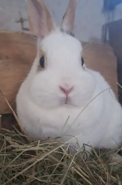 Zwergkaninchen