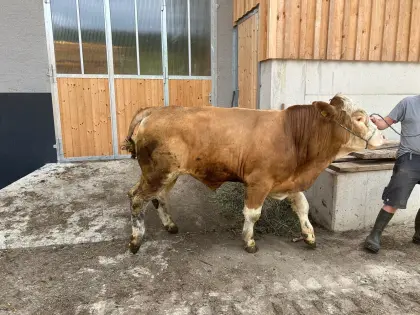 Bio Fleckvieh-Sprungstier Pp*