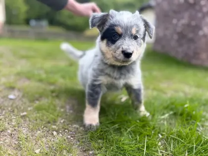 Australian Cattle Dog/Australian Shepherd Mix