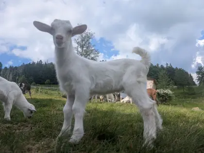 Saanen, WDE Ziegenbock