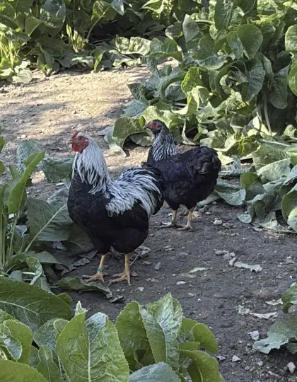 Zwerg-Wyandotten-Pärchen