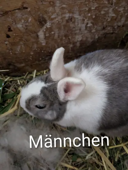 Zwergkaninchen zu verkaufen