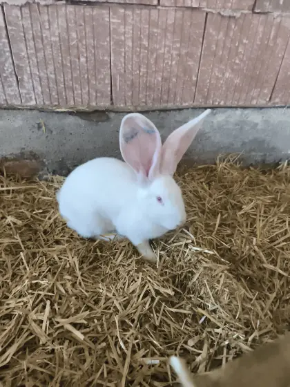 Deutscher Riesenhase