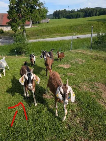 Ziege