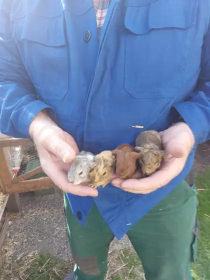 Baby-Meerschweinchen zu verkaufen