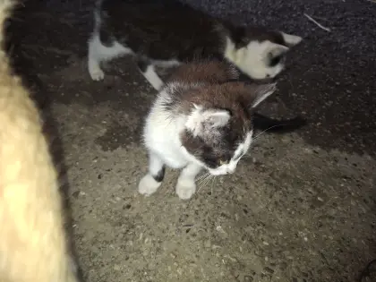 Babykatzen abzugeben