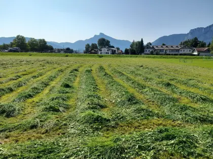 Suche Grünland, Pachtflächen im Raum Mondsee