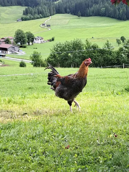 Gockel