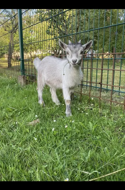 Grauer Zwergziegenbock