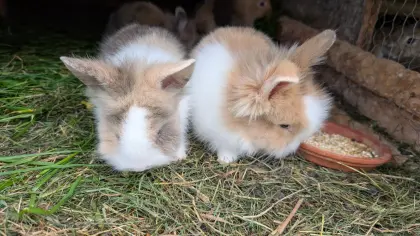 Löwenkopf-Zwergkaninchen in allen Farben
