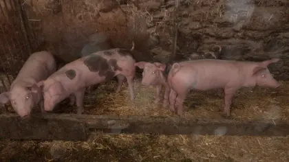 Ferkel zu vergeben