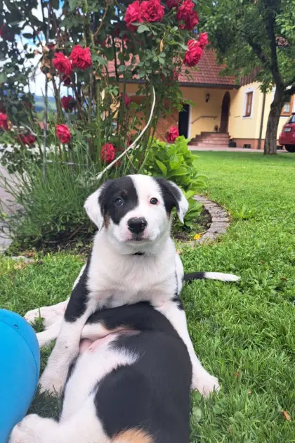 Border Collie, Appenzeller Welpen zu vergeben