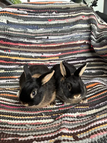 Zwergkaninchen